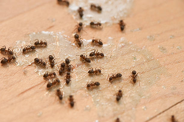Best Best Pest Control Companies  in Crawford, GA